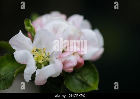 Geringe Schärfentiefe (selektiver Fokus) mit einer blühenden Quitte an einem sonnigen Frühlingstag. Stockfoto