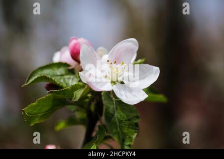 Geringe Schärfentiefe (selektiver Fokus) mit Apfelbaumblüten an einem sonnigen Frühlingstag. Stockfoto