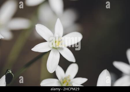 Geringe Schärfentiefe (selektiver Fokus) Details weiße Regenlilienblüten (Zaphyranthes candida, herbstliche zaphyr-Lilie, weiße Windblume). Stockfoto