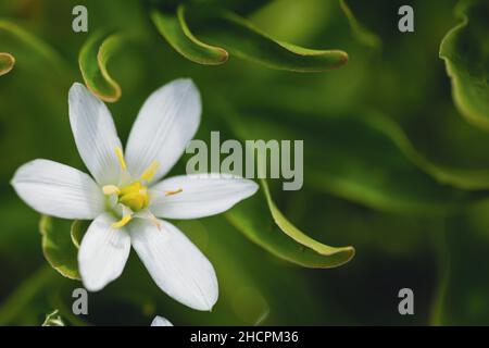 Geringe Schärfentiefe (selektiver Fokus) Details weiße Regenlilienblüten (Zaphyranthes candida, herbstliche zaphyr-Lilie, weiße Windblume). Stockfoto