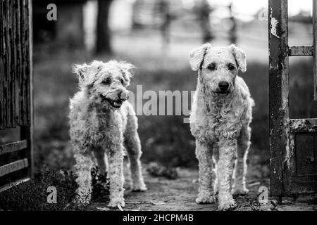 Graustufenaufnahme eines Hundepaares in einem Park Stockfoto