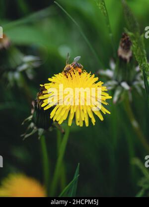 Details zur geringen Schärfentiefe (selektiver Fokus) mit einer Biene an einem sonnigen Frühlingstag auf einer Lötenblume (Taraxacum). Stockfoto
