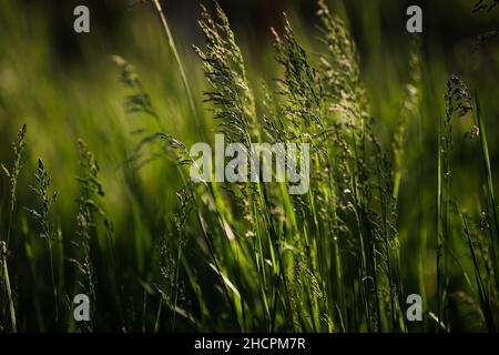Artikeldetails mit grünem Gras bei starkem Wind im Abendlicht eines Frühlingstages. Stockfoto