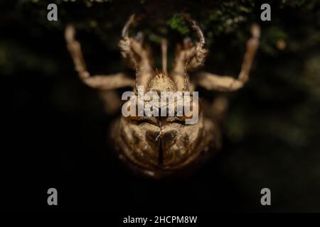 Eine leere Cicada-Schale, die kopfüber auf einem Baum vor schwarzem Hintergrund hängt. Stockfoto