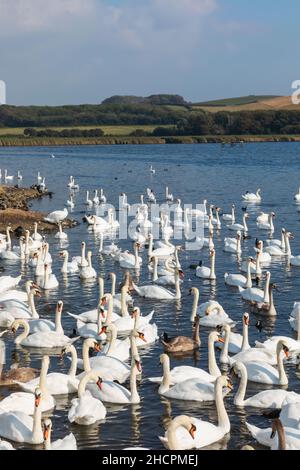 England, Dorset, Abbotsbury, Ein Schwein von Mute Swans in Abbotsbury Swannery Stockfoto