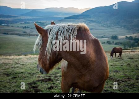 Schönes Wildpferd in der Auvergne Landschaft Frankreich Stockfoto