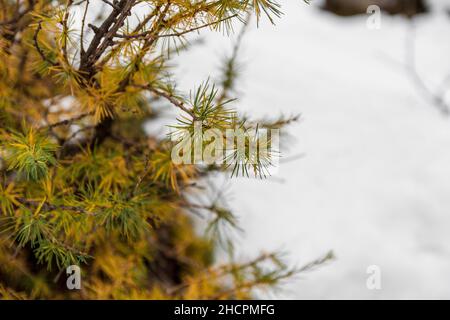 Nahaufnahme von Nadeln auf Lärche während des Wechsels zwischen Herbst und Winter in den Julischen Alpen, Slowenien Stockfoto