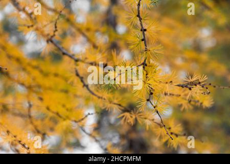 Nahaufnahme von gelben Nadeln auf einem Lärchenbaum während des Wechsels zwischen Herbst und Winter in den Julischen Alpen Stockfoto