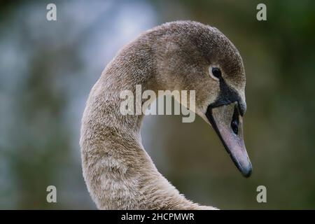 Porträt eines jungen Schwans cygnus olor Stockfoto