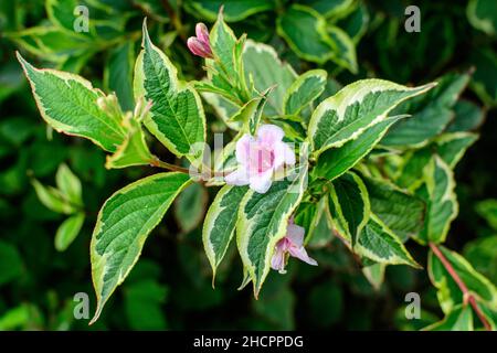 Viele hellrosa Blüten von Weigela florida Pflanze mit Blumen in voller Blüte in einem Garten in einem sonnigen Frühlingstag, schöne Outdoor-Blumen Hintergrund pho Stockfoto