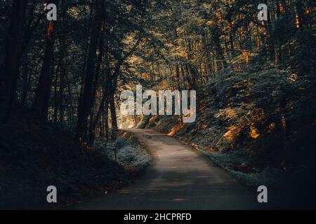 Blick auf eine Straße, die durch den Wald führt Stockfoto