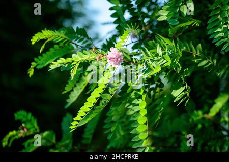 Rosa Blüten von Robinia pseudoacaccia allgemein als schwarze Heuschrecke bekannt, und grüne Blätter in einem Sommergarten, schöne Outdoor-Blumenhintergrund Photograp Stockfoto