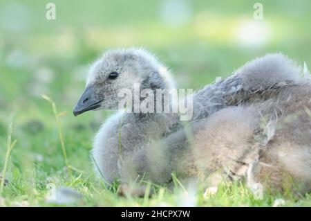 Barnacle Goose, Branta leucopsis, Holkham Hall, Norfolk Stockfoto