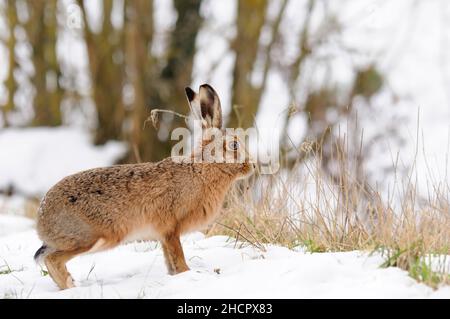 Brauner Hase, Lepus europaeus, Norfolk, Schnee, Winter Stockfoto