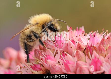 Gemeine Carderbiene, Bombus pascuorum, auf Sedum, Norfolk Stockfoto