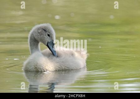 Mute Swan, Cygnus olor, Cygnet, Abbotsbury Swannery, Dorset Stockfoto