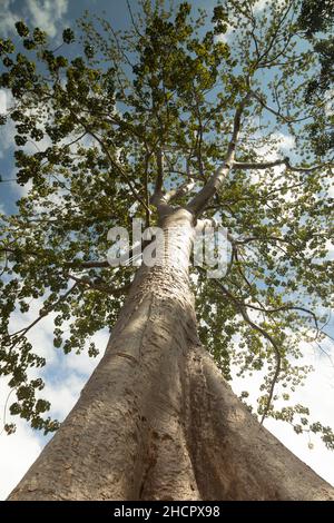 Riesiger Baum, Exemplar der Tetrameles nudiflora, wächst zum offenen Himmel, im Angkor Archaeological Park, Krong Siem Reap, nordwestlich, Kambodscha Stockfoto