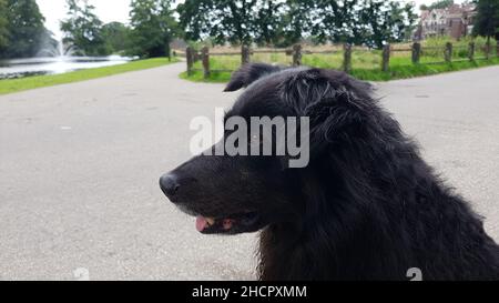 Nahaufnahme eines schwarzen, flachbeschichteten Retriever, der auf den Hintergrund einer Straße und eines Grüns blickt Stockfoto