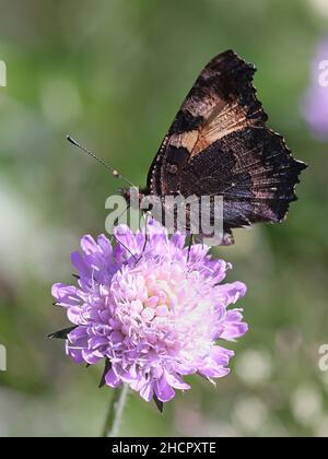 Aglais urticae, kleiner Tortoiseshell-Schmetterling Stockfoto