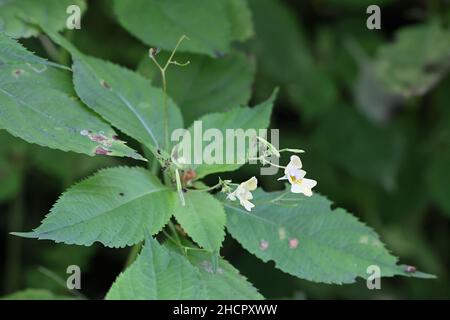 Impatiens parviflora, allgemein bekannt als kleiner Balsam oder Smallflower touchmenot, Wildpflanze aus Finnland Stockfoto