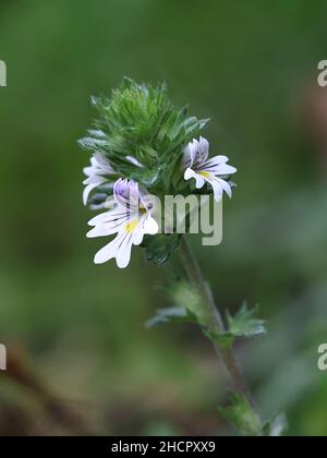 Gemeinsame Augentrost, Euphrasia officinalis, eine sehr traditionelle Heilpflanze wächst wild in Finnland Stockfoto