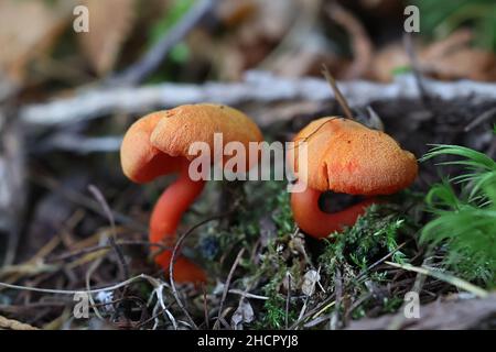 Hygrocybe miniata, auch Hygrophorus miniatus und Pseudohygrocybe miniata genannt, allgemein bekannt als Zinnoberwachse, Wildpilz aus Finnland Stockfoto