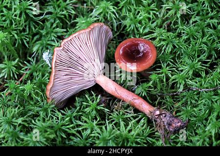 Lactarius sphagneti, ein Milchkappenpilz aus Finnland, kein gebräuchlicher englischer Name Stockfoto