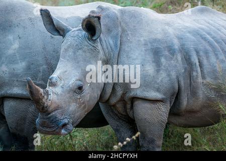 Weiße junge Nashörner und Mutter, Ceratotherium simum, afrikanisches Wildreservat, Großraum-Kruger-Nationalpark, Südafrika Stockfoto