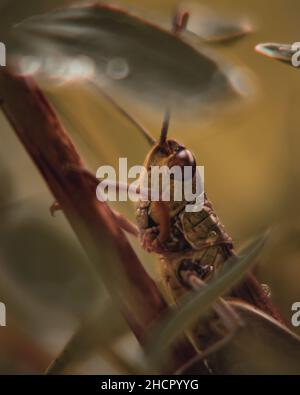 Nahaufnahme einer Heuschrecke mitten in der Vegetation. Macrophoto Stockfoto