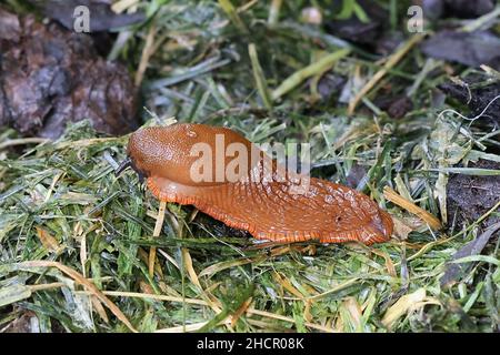 Arion vulgaris (Arion lusitanicus), bekannt als die spanische Schnecke, eine hoch invasive und schädliche Gartenpest Stockfoto