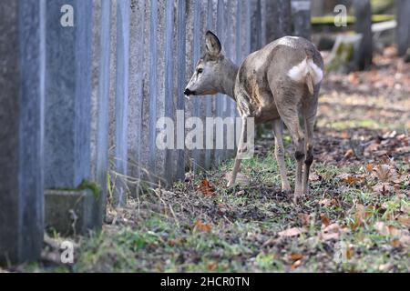 Wien, Österreich. Wildtiere auf dem Wiener Zentralfriedhof. Rotwild (Capreolus capreolus) Stockfoto