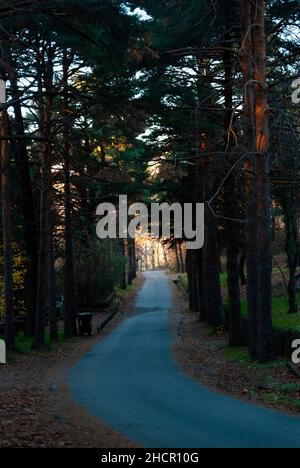 Natürlicher Baumtunnel auf einer Bergstraße mit Licht am Ende des Tunnels Stockfoto