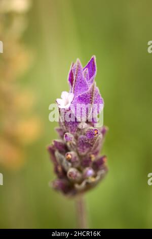 Lavendel blüht. Nahaufnahme des Makros. Stockfoto