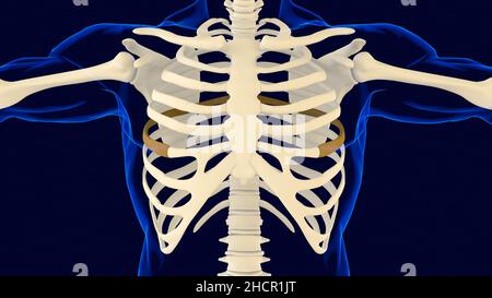 Sechster Knochen des Rippenkäfigs Anatomie für medizinisches Konzept 3D Illustration Stockfoto