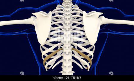 Zehnter Knochen des Rippenkäfigs Anatomie für medizinisches Konzept 3D Illustration Stockfoto