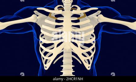 Zweiter Knochen des Rippenkäfigs Anatomie für medizinisches Konzept 3D Illustration Stockfoto