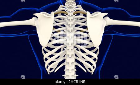 Dritter Knochen des Rippenkäfigs Anatomie für medizinisches Konzept 3D Illustration Stockfoto