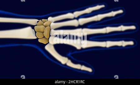 Handgelenkschlitten Knochen Anatomie für medizinisches Konzept 3D Illustration Stockfoto