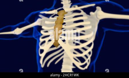 Brustbeinknochen-Anatomie für medizinisches Konzept 3D Illustration Stockfoto