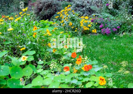 Blumen Nasturtiums rudbeckias michaelmas Gänseblümchen in Blüte im bunten Garten im Oktober Carmarthenshire Wales UK 2021 KATHY DEWITT Stockfoto