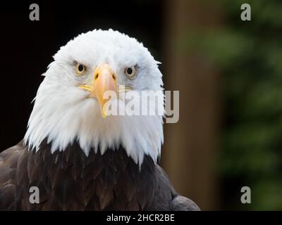 Ein Weißkopfseeadler (Haliaeetus leucocephalus) sieht kraftvoll und direkt auf die Kamera.Seeadler. Stockfoto