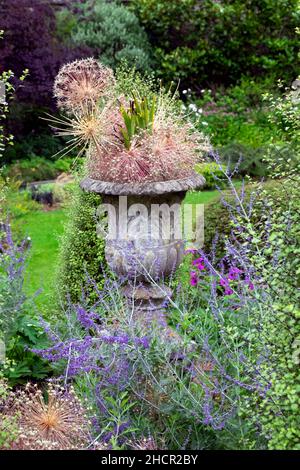 Ummauerte Gartenurne, die im Spätsommer August lila Blüten wächst, Pflanzen in den Colby Woodland Gardens Amroth Pembrokeshire Großbritannien Großbritannien KATHY DEWITT Stockfoto