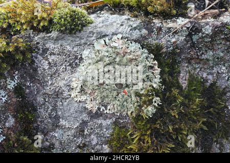 Xanthoparmelia conspersa, allgemein bekannt als der gespensterte Gesteinsschild, eine Flechte, die auf der Felsoberfläche in Finnland wächst Stockfoto