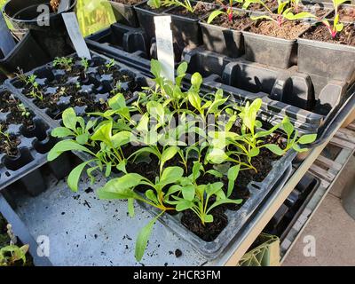 Goldene Setzlinge aus Schweizer Mangold in einer Gewächshaus-Kunststoffschale, die neues Wachstum zeigt, das aufgrund seiner ernährungsbezogenen gesundheitlichen Vorteile angebaut wird, Stock Photo image pictu Stockfoto