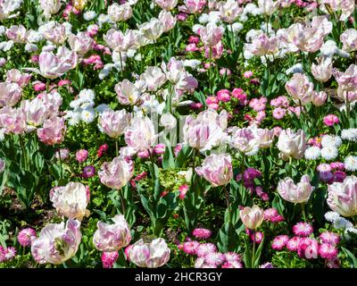 Frühling Blumenbeet Hintergrund von rosa weißen Tulpen und roten bellis perennis Gänseblümchen Pflanzen in einem öffentlichen Park, die eine Blume im Frühjahr während der produzieren Stockfoto