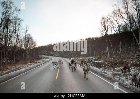 Süßes Rentier, das im nordfinnischen Lappland unterwegs ist. Eine Gruppe von Rangifer tarandus verweilt im Winter um die Straße. Stockfoto