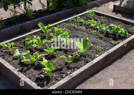 Bio-Hochgezüchtetes Gartenbett aus Kohlgemüse und Salatblättern, die in einem Holzrahmen wachsen, um Schutz und Schädlingsbekämpfung vor Nacktschnecken und Schnecken zu bieten Stockfoto