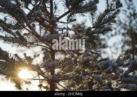 Die Sonne scheint an einem Wintertag in einem nordischen Wald durch verschneite Fichtenzweige Stockfoto