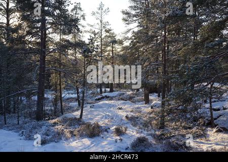 Schneebedeckter Winterwanderweg im Wald im schönen nordischen Wintertaglicht Stockfoto