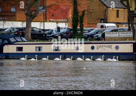 Windsor, Großbritannien. 31st. Dezember 2021. Schwäne auf der Themse wurden heute von vielen Besuchern gefüttert. Es war heute ein milder, sonniger und warmer Tag in Windsor. Die Temperaturen in ganz Großbritannien dürften am Silvesterabend Rekordhöhen erreichen. Quelle: Maureen McLean/Alamy Live News Stockfoto